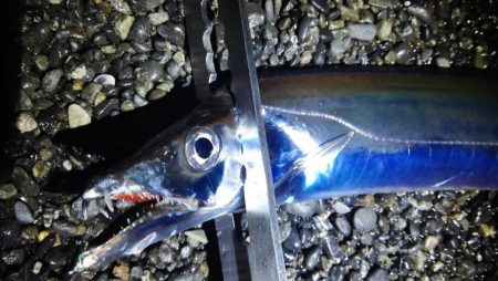 石津、太刀魚好調