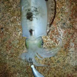 サーフエギング