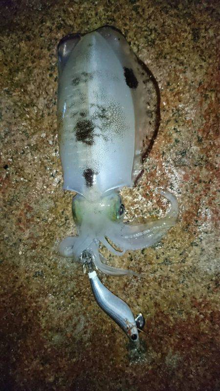 サーフエギング