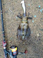 雨中のエギング