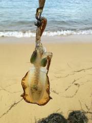 午後からエギング