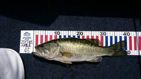 ２度目のバス釣り