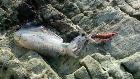 胴長19㎝のアオリイカ