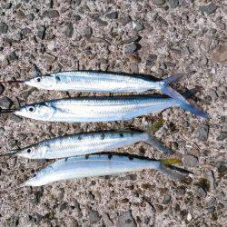 あの魚が大型で