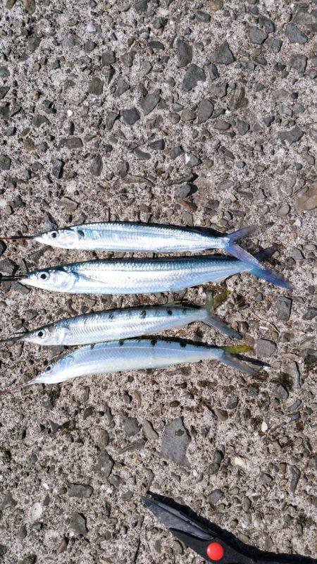 あの魚が大型で