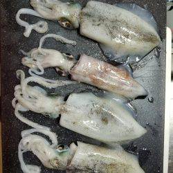 淡路島エギング