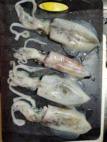 淡路島エギング