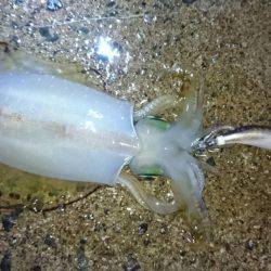 新井崎エギング