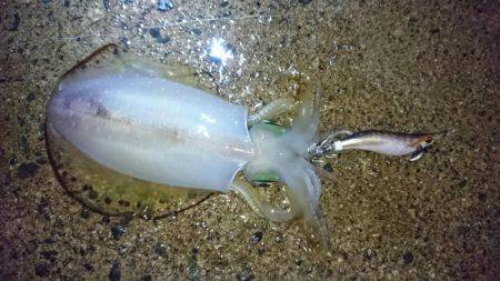 新井崎エギング