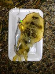 夜明け前のエギング