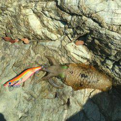 アオリイカ二杯GET