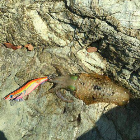 アオリイカ二杯GET