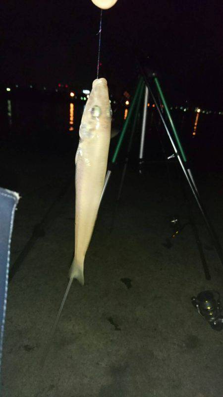 夜釣りでも