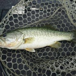 雨の中のブラックバス