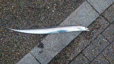 雨上がりの朝は？