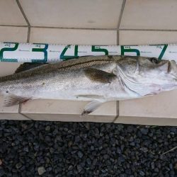 アジングの予定が