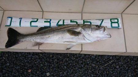 アジングの予定が