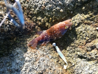 根魚つり