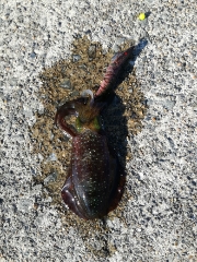 嫁さんとエギング