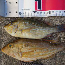 大物こそ釣れなかったけど…