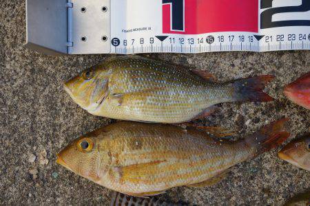 大物こそ釣れなかったけど…