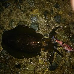 ナイタエギング渋い！