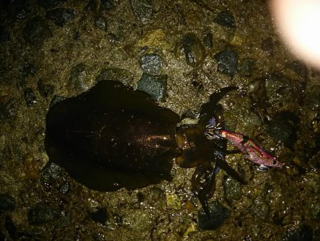 ナイタエギング渋い！