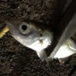 癒やしの豆アジング