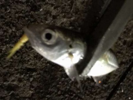 癒やしの豆アジング