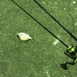 釣れてビックリ