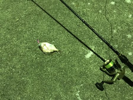 釣れてビックリ