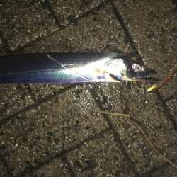 タチウオ in コスモ