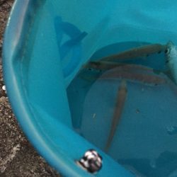 風が強いアジング