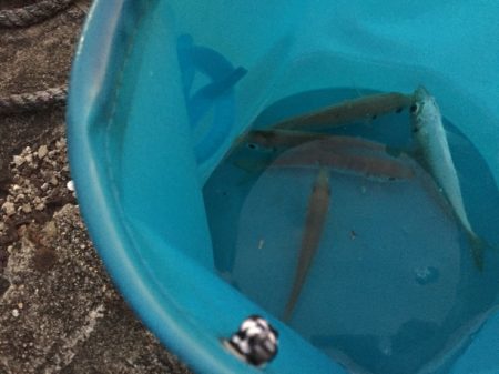 風が強いアジング