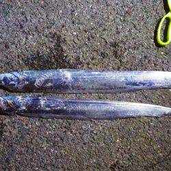 イワシが釣れず、ルアーで