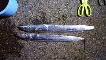 イワシが釣れず、ルアーで