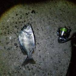 ナイトライトゲーム