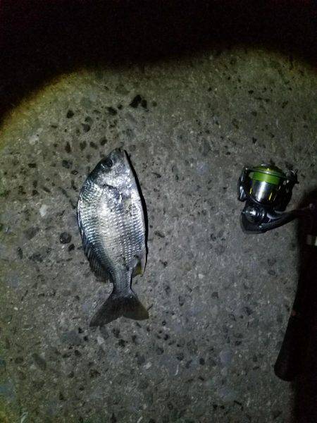 ナイトライトゲーム