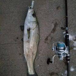 シーバスフィッシング