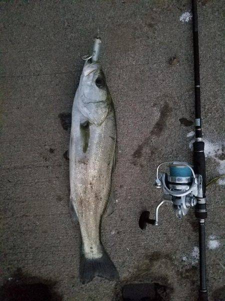 シーバスフィッシング