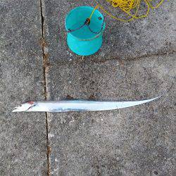 西野渡船さんに乗りました