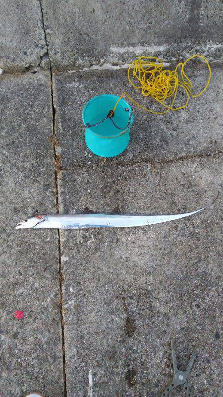 西野渡船さんに乗りました