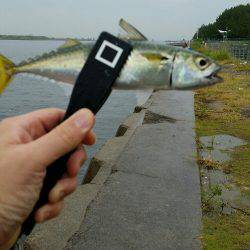 舞洲ショアジギング