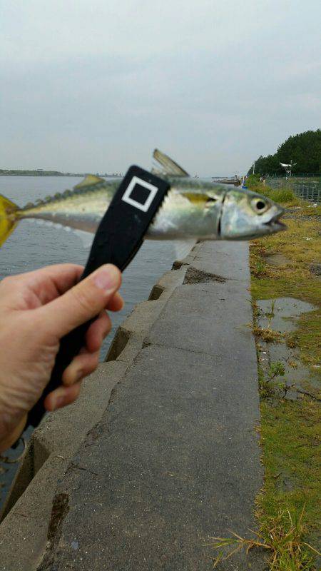 舞洲ショアジギング