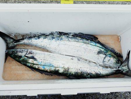 キャストゲーム