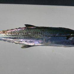 神戸沖 船太刀魚 西宮釣人家にて