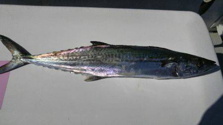 神戸沖 船太刀魚 西宮釣人家にて