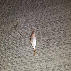 秋アオリ不発‼