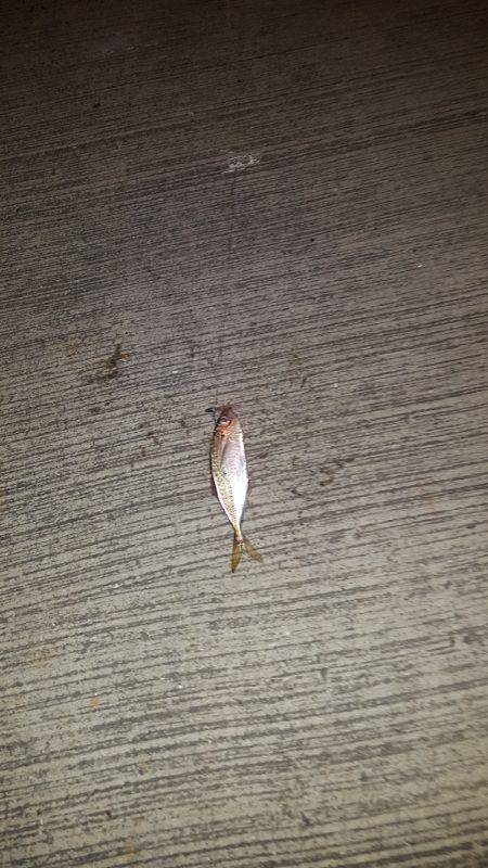 秋アオリ不発‼