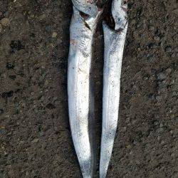 タチウオ釣り…マナー悪し…